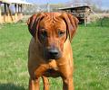 junior